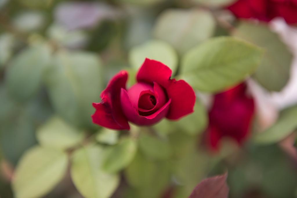 Rosa Del Grappa Bed and Breakfast Exteriör bild